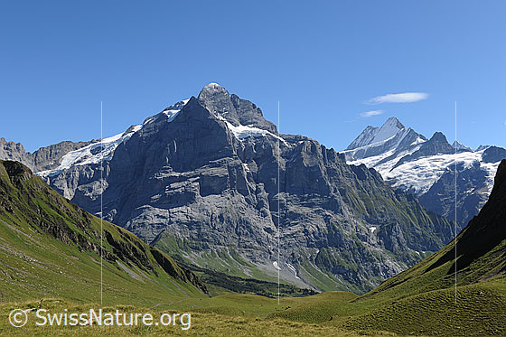 Foto: Scheideggwetterhorn, Wetterhorn (Nordwände), Lauteraarhorn, Schreckhorn, Klein Schreckhorn.