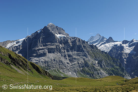 Foto: Nordwand Scheideggwetterhorn, Wetterhorn, Lauteraarhorn, Schreckhorn, Klein Schreckhorn und grüne Apweide im Vordergrund.