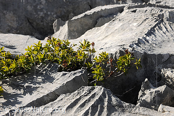 Foto: Pflanze in Karstlandschaft. 
Alpenrose in der kargen Landschaft des zerklüfteten Kalkgesteins.