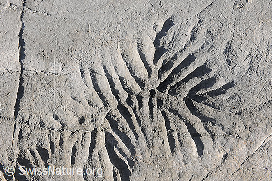 Foto: Strukturen in Karstlandschaft (Detailaufnahme).