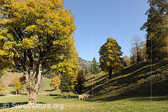 Foto: Weidende Kühe unter mächtigen Bäumen im Herbstlaub.
