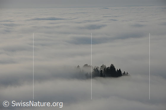 Foto: Nebelmeer. Nur ein paar Tannenspitzen ragen aus dem Nebel.