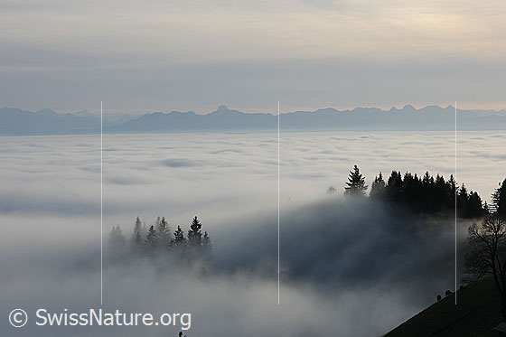 Foto: Tannenspitzen ragen aus Nebelmeer.