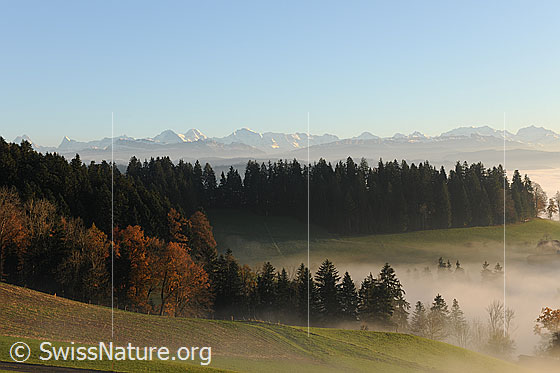 Foto: Wälder an der Nebelgrenze mit Alpenkette im Hintergrund. Nebelschwaden ziehen in die herbstliche Landschaft.
