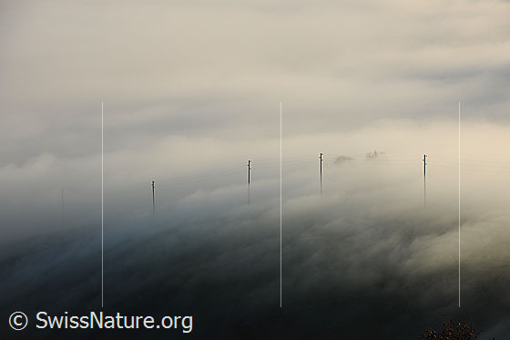 Foto: Aus Nebelmeer ragende Telefonstangen.