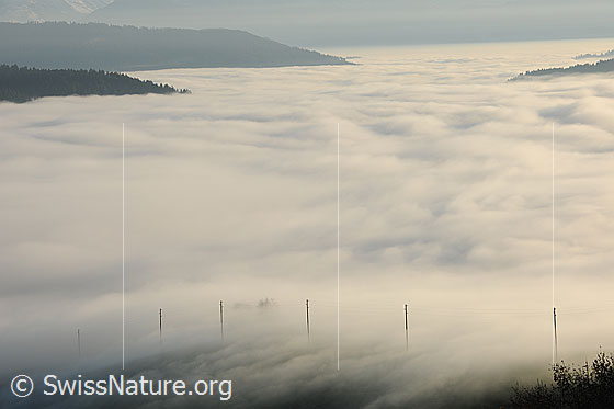 Foto: Aus Nebelmeer ragende Telefonstangen.
