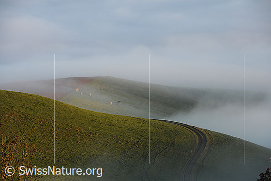 Foto: Feldweg in Hügellandschaft am Rand des Nebelmeers.