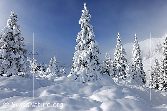 Foto: Tief verschneite Tannen in Berglandschaft. Ein feiner Nebelschleier breitet sich in der märchenhaften Winterlandschaft aus.