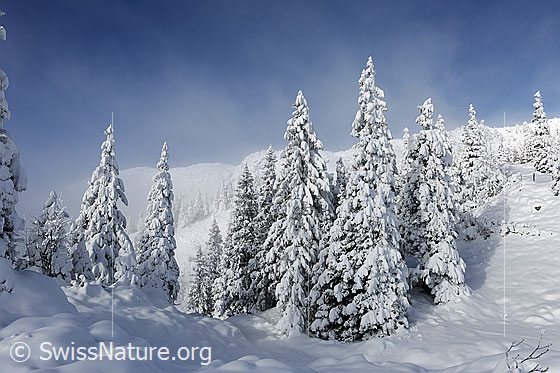 Foto: Frisch verschneite Baumgruppe in Berglandschaft. Die Tannen sind von einem feinen Nebelschleier umgeben.