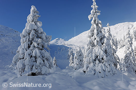 Foto: Frisch verschneite Tannen in Berglandschaft mit Licht und Schatten.