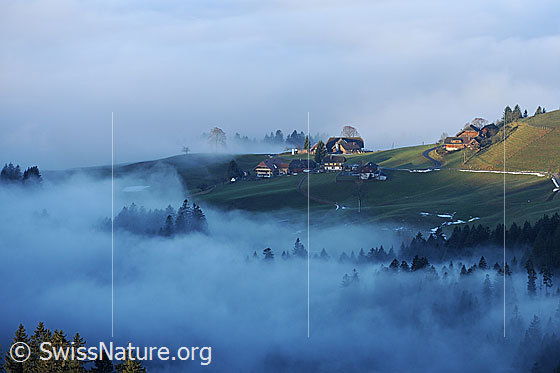 Foto: Nebelstimmung an der Nebelgrenze und Nebelmeer über dem Emmental. Nebelschwaden ziehen durch die Wälder. Ein höher gelegener Weiler befindet sich dagegen im Sonnenlicht.