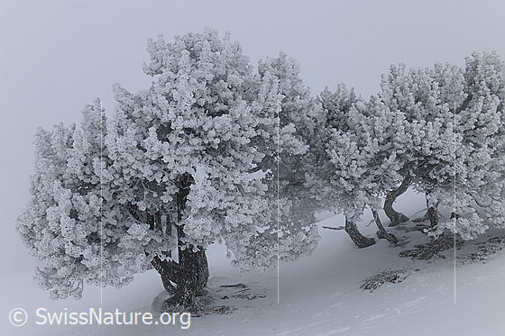 Foto: Kalter Wintertag mit Nebel und dichtem Raureif an den Bäumen.
