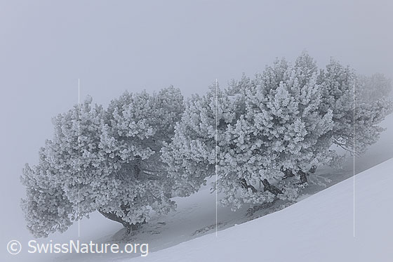 Foto: Mystische Bäume überzogen mit einer dichten Schicht aus Raureif.