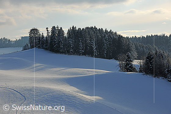 Foto: Schneebedeckte, sanft gewellte Hügellandschaft und verschneiter Wald.