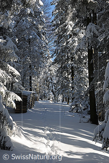 Foto: Fussspuren im tief verschneiten Tannenwald.