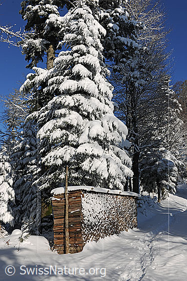 Foto: Brennholzstapel und schneebedeckter Baum (Tanne) am Waldrand