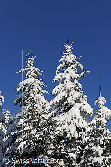 Foto: Verschneite Tannen vor blauem Himmel.