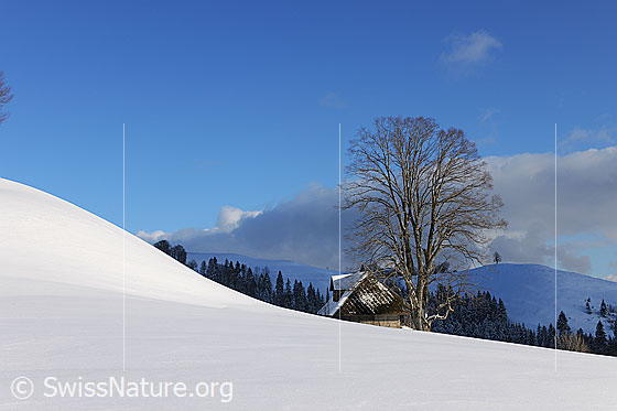 Foto: Bauernhof mit Linde am Fuss eines sanften Hügels. Die Schneedecke ist noch unberührt.
