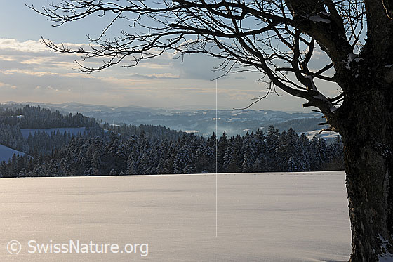 Foto: Baum in unberührter Schneefläche und verschneiter Tannenwald im Hintergrund.