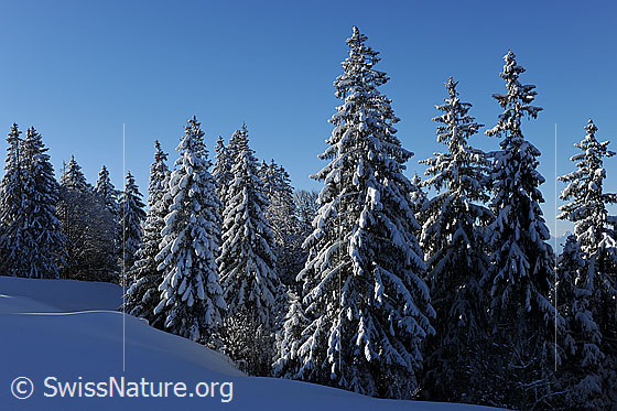 Foto: Verschneiter Wald (Tannenwald) im Morgenlicht.