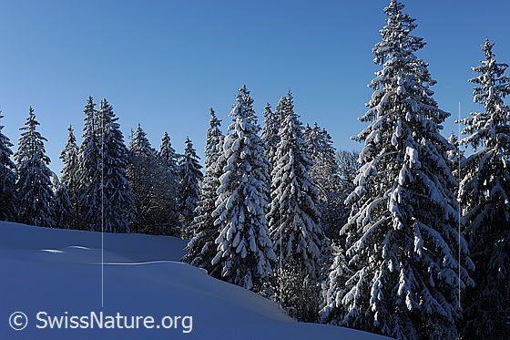 Foto: Winterwald mit frisch verschneiten Tannen an einem sonnigen Wintermorgen.