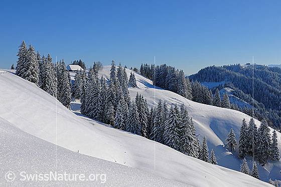 Foto: Winterlandschaft im Napfgebiet an einem sonnigen Wintertag. Die Hügellandschaft und die Wälder sind frisch verschneit.
