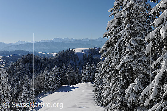 Foto: Verschneiter Tannenwald in winterlicher Hügellandschaft mit Aussicht auf die Alpenkette.