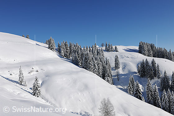 Foto: Frisch verschneite Tannen in schneebedeckter Hügellandschaft des Emmentals. Darüber ist blauer Himmel zu sehen.