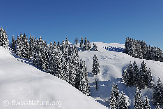 Foto: Winterlandschaft mit frisch verschneiten Tannenwäldern und schneebedeckten Hängen.