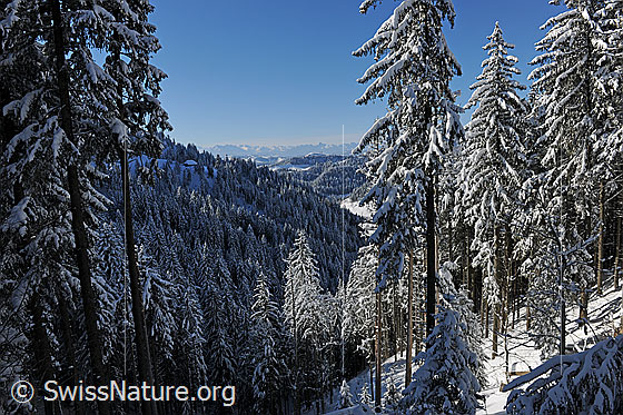 Foto: Waldlandschaft im Winter. Der Tannenwald ist frisch verschneit.