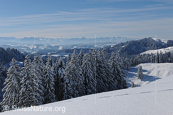 Foto: Verschneiter Wald in schneebedeckter Hügellandschaft mit Bergkette im Hintergrund. Darüber sind Schleierwolken zu sehen.
