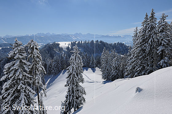 Foto: Frisch verschneiter Wald in Emmentaler Hügellandschaft mit Alpenkette im Hintergrund.