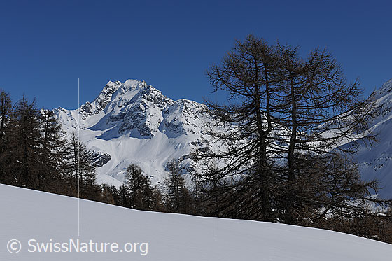Foto: Ofenhorn zwischen Lärchen und unberührte Schneefläche im Vordergrund.