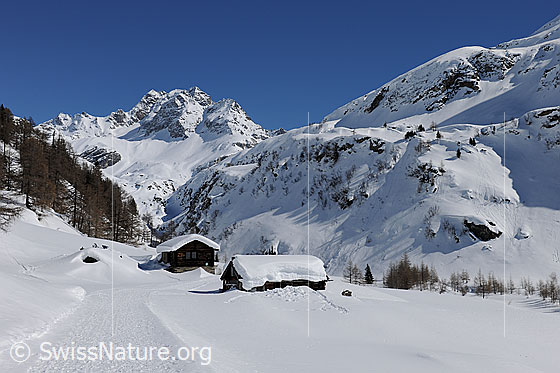 Foto: Winterbild: Ofenhorn und Alphütten in der Freichi. Der Winterwanderweg führt an den Hütten vorbei durch die schneebedeckte Berglandschaft mit blauem Himmel.
