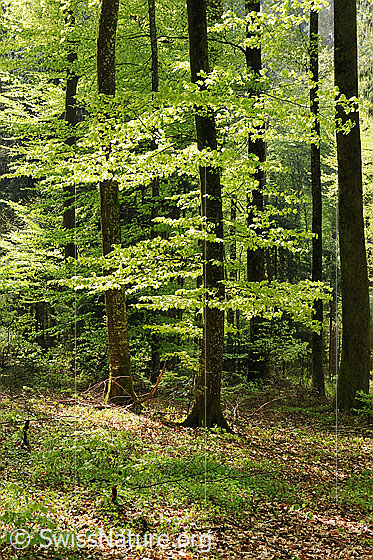 Foto: Buchenwald im Frühling. Die Buchenblätter leuchten in hellem Grün.