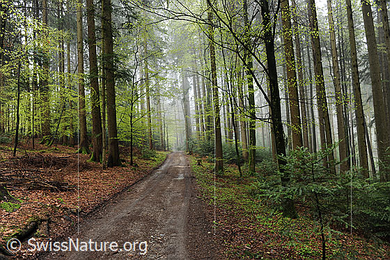 Foto: Waldweg durch einen frühlingshaften Buchenwald.