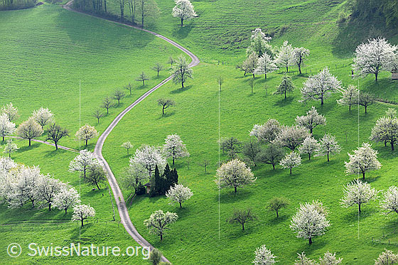 Foto: Blühende Kirschbäume in grossem Obstgarten.
Lat.: Prunus avium
Familie: Rosaceae (Rosengewächse)
Unterfamilie: Spiraeoideae
Gattung: Prunus