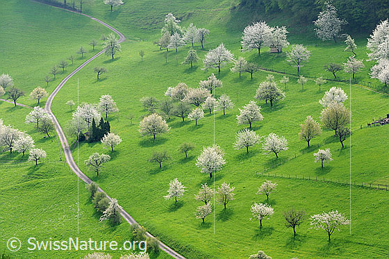 Foto: Blühende Kirschbäume und grüne Wiese. Die Bäume des Obstgartens sind in voller Blust.
Lat.: Prunus avium
Familie: Rosaceae (Rosengewächse)
Unterfamilie: Spiraeoideae
Gattung: Prunus