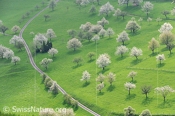 Foto: Blühende Kirschbäume auf grüner Wiese.
Lat.: Prunus avium
Familie: Rosaceae (Rosengewächse)
Unterfamilie: Spiraeoideae
Gattung: Prunus