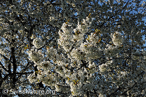 Foto: Blühender Kirschbaum. Blick ins Geäst mit den zahlreichen Kirschblüten.