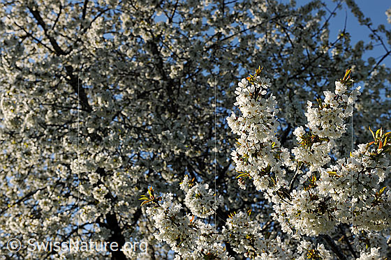 Foto: Blühender Baum (Kirschbaum). Die Äste sind in voller Blust.