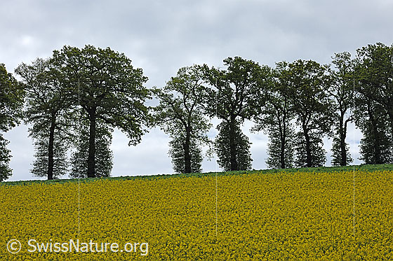 Foto: Baumreihe mit Eichen und Rapsfeld im Vordergrund.