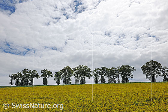 Foto: Eichen und Rapsfeld. Die Bäume stehen in einer Reihe am Horizont vor hellem Wolkenhimmel.
