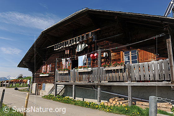 Foto: Alpbetrieb im Simmental.