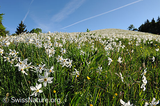 Photo: Narcissus radiiflorus. Blooming.
Habitus: Mountain meadow. Altitude: approx. 1200m a.s.l.
Weisse Berg-Narzisse
Lat.: Narcissus radiiflorus
Family: Amaryllidaceae
Genus: Narcissus