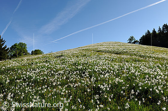 Photo: Narcissus radiiflorus. Blooming.
Habitus: Mountain meadow. Altitude: approx. 1200m a.s.l.
Weisse Berg-Narzisse
Lat.: Narcissus radiiflorus
Family: Amaryllidaceae
Genus: Narcissus