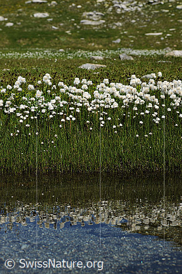 Foto: Blühendes Wollgras am Ufer eines Wasserlaufs.