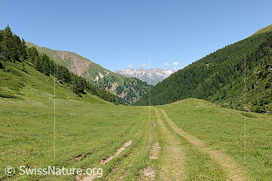 Foto: Im mittleren Teil des Saflischtals. Die Abzweigung Richtung Mässerchäller befindet sich weiter talauswärts (= Blickrichtung).