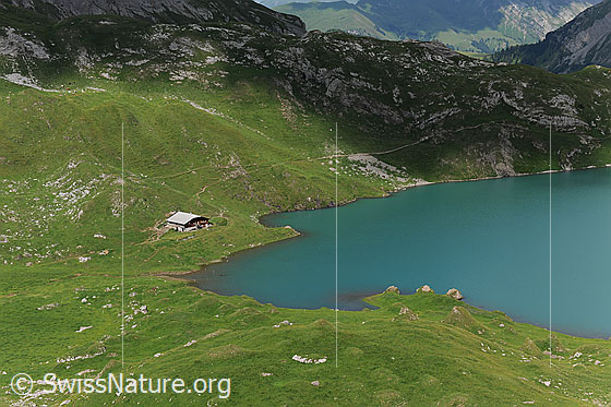 Foto: Grüne Alweiden und Alphütte am Ufer des Iffigsee.