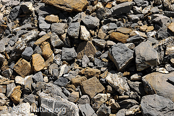 Foto: Steine in veschiedenen Farben und Formen.